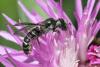 Chelostoma rapunculi